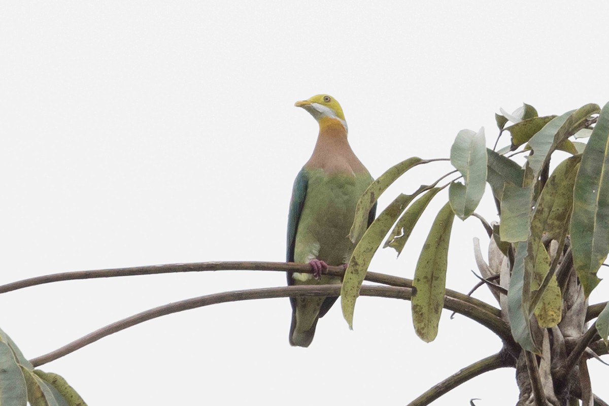 Pink-spotted Fruit-Dove - ML640241280