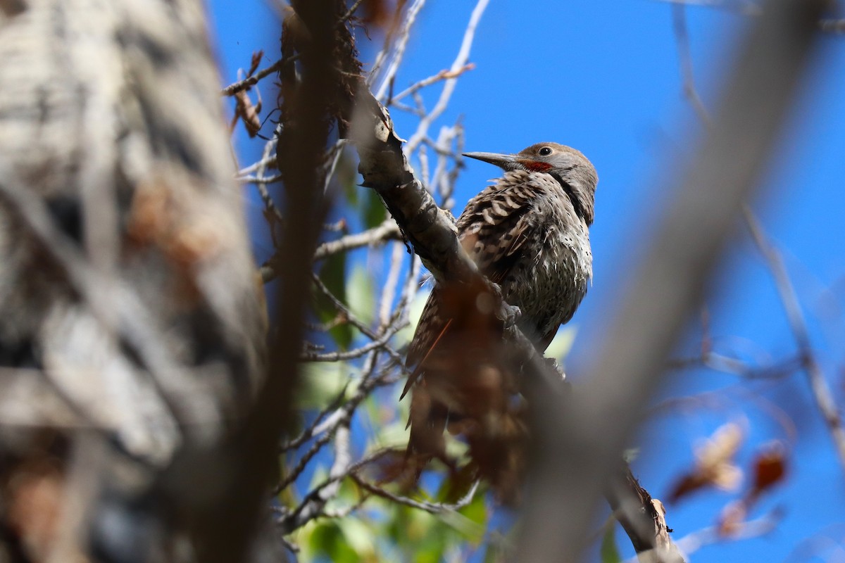Northern Flicker (Red-shafted) - ML640241416