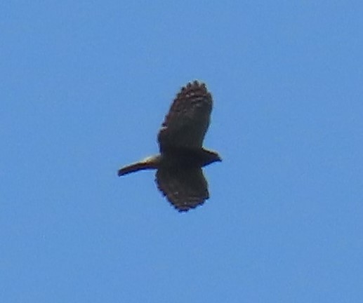 Double-toothed Kite - ML640241442