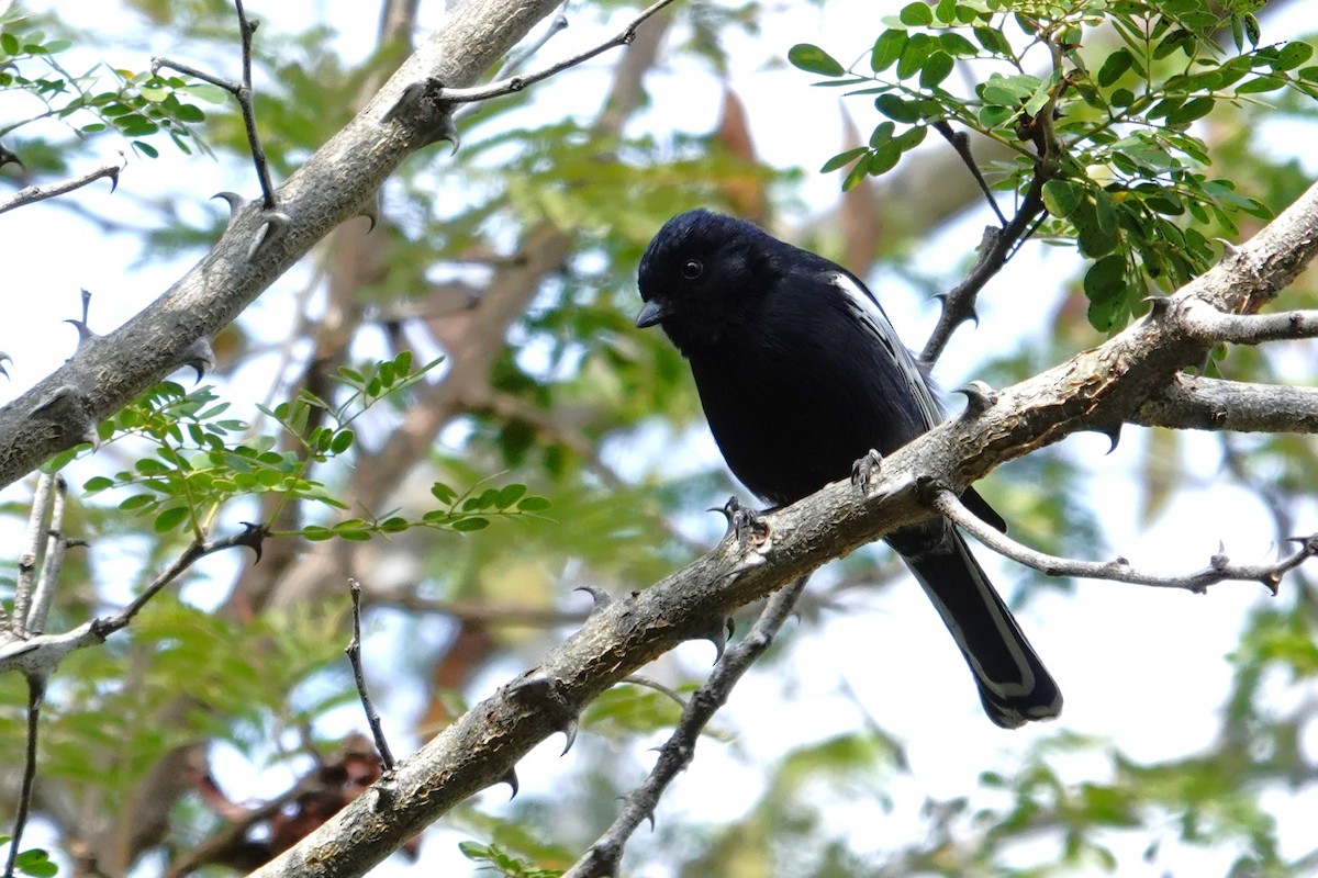 Southern Black-Tit - ML640241504