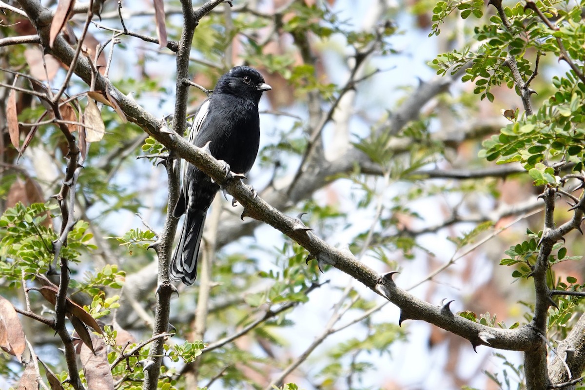 Southern Black-Tit - ML640241506