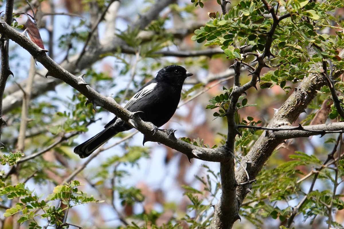 Southern Black-Tit - ML640241507