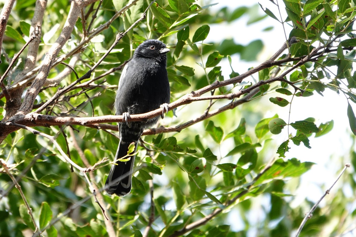 Southern Black-Tit - ML640241508