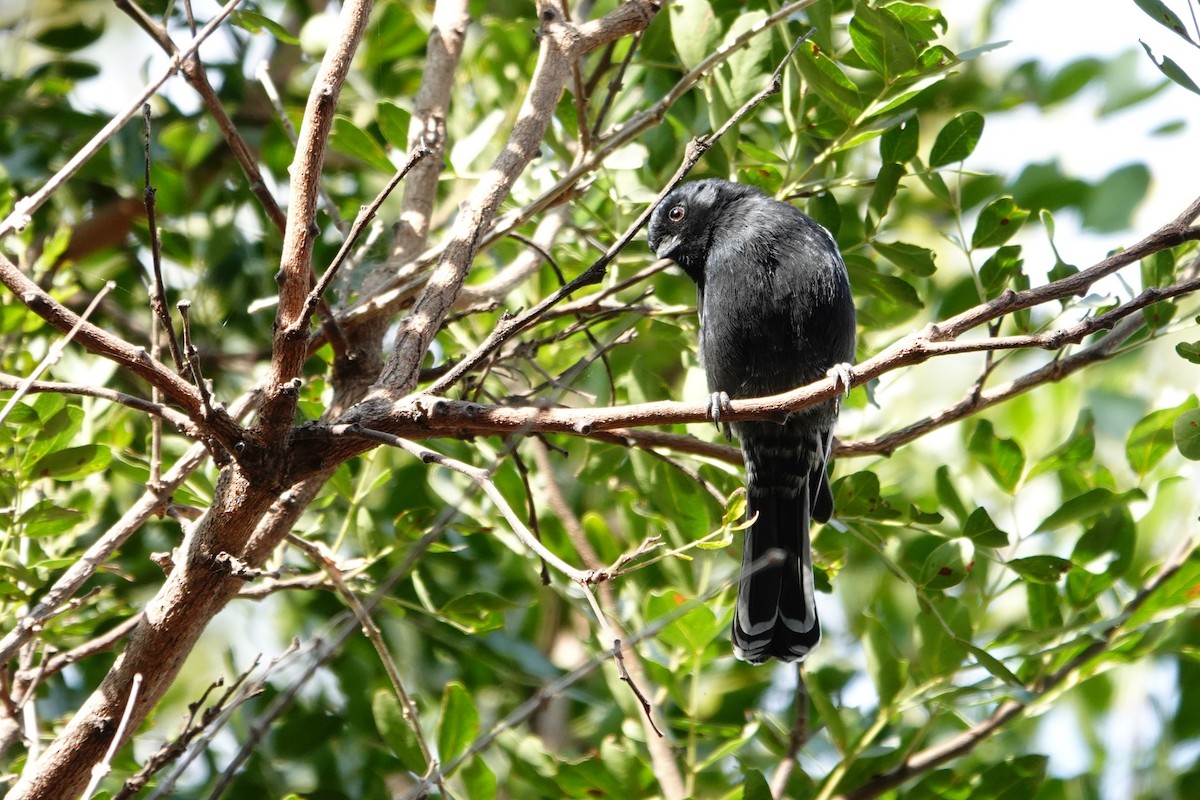 Southern Black-Tit - ML640241509