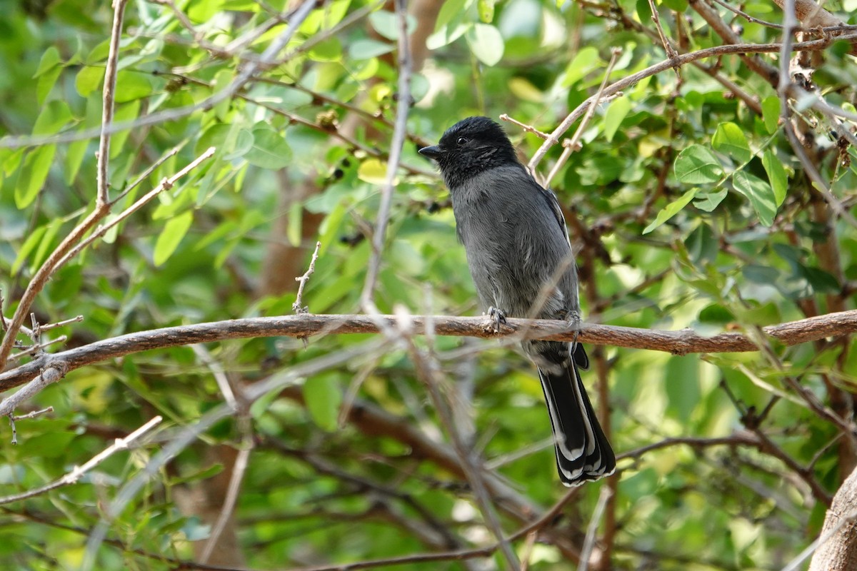 Southern Black-Tit - ML640241510