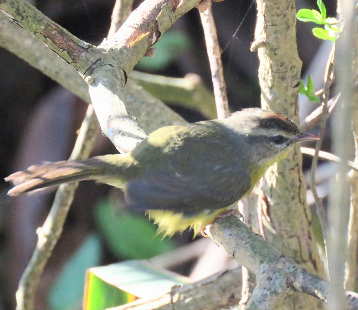 Golden-crowned Warbler - ML640241517