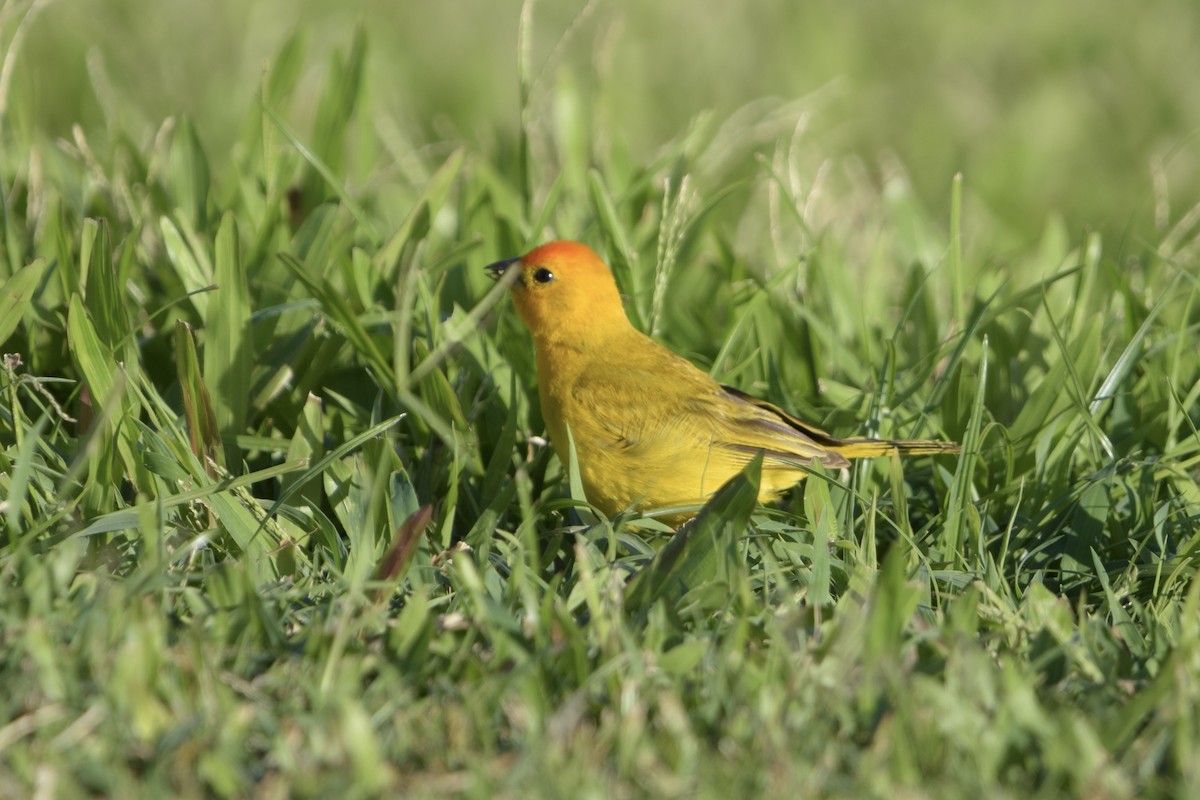 Saffron Finch - ML640241533