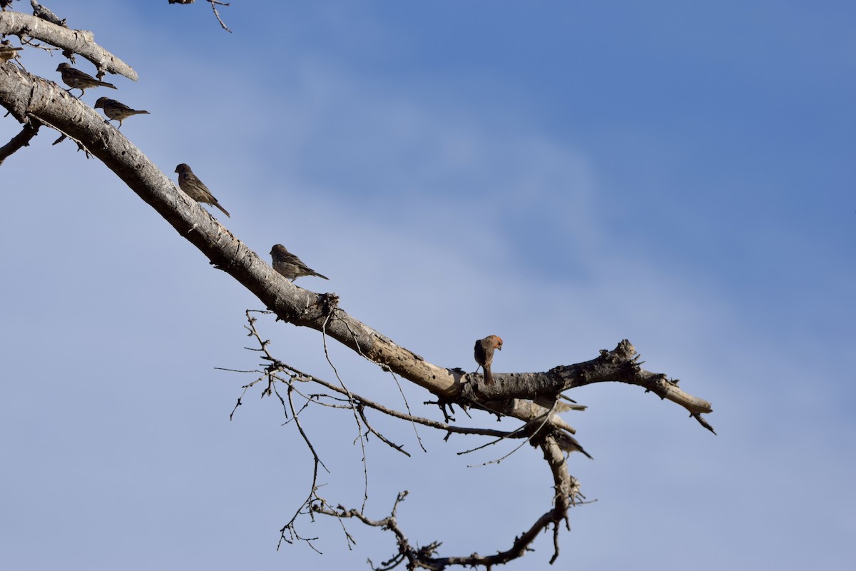 House Finch - ML640241555