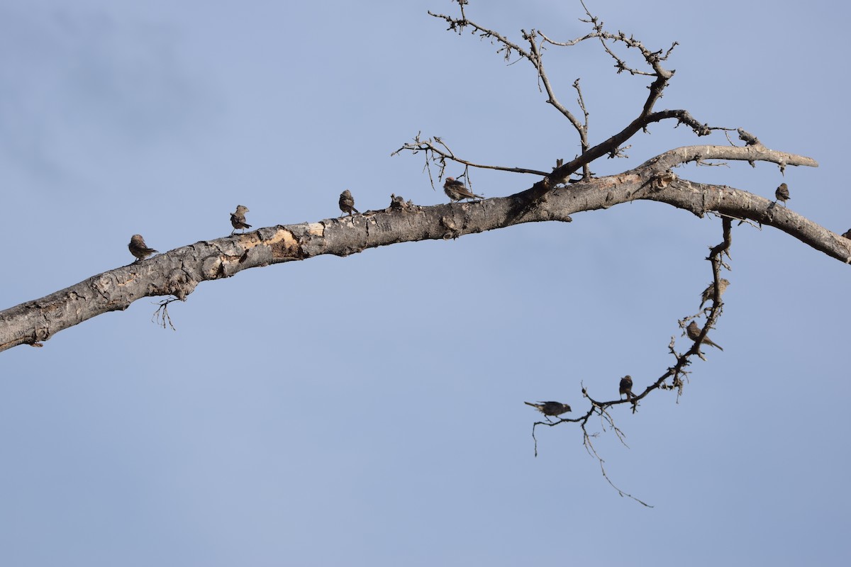House Finch - ML640241574