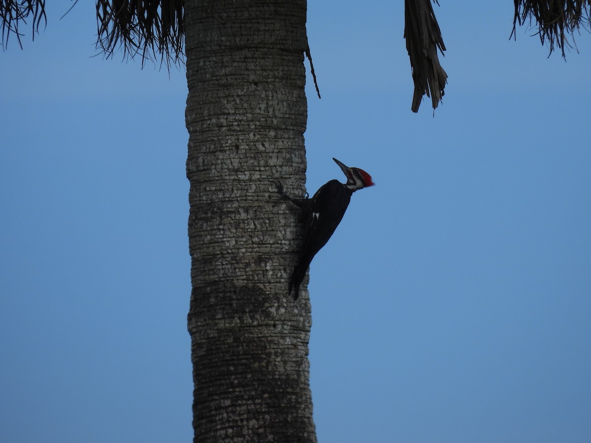 Pileated Woodpecker - ML640241588