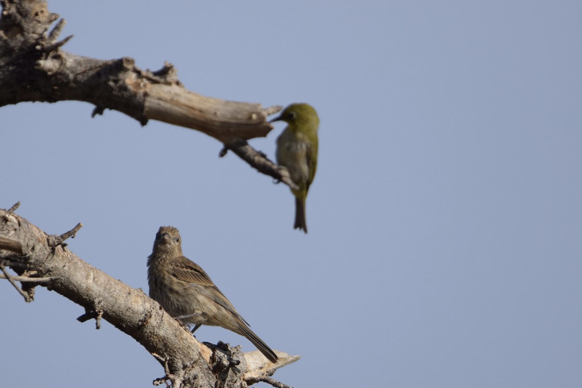 Warbling White-eye - ML640241593