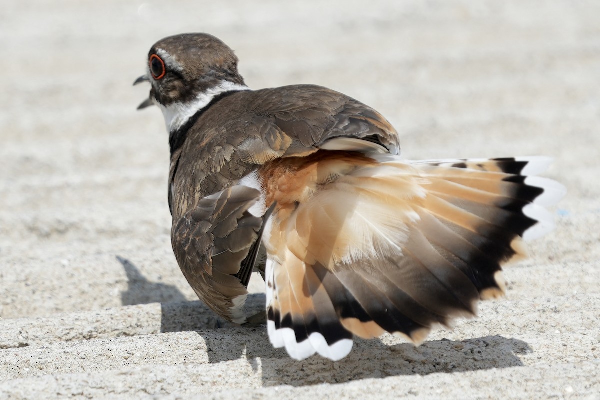 Killdeer - ML640241611