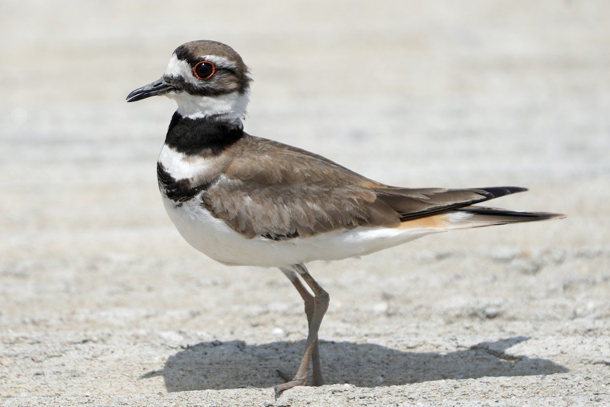 Killdeer - ML640241612