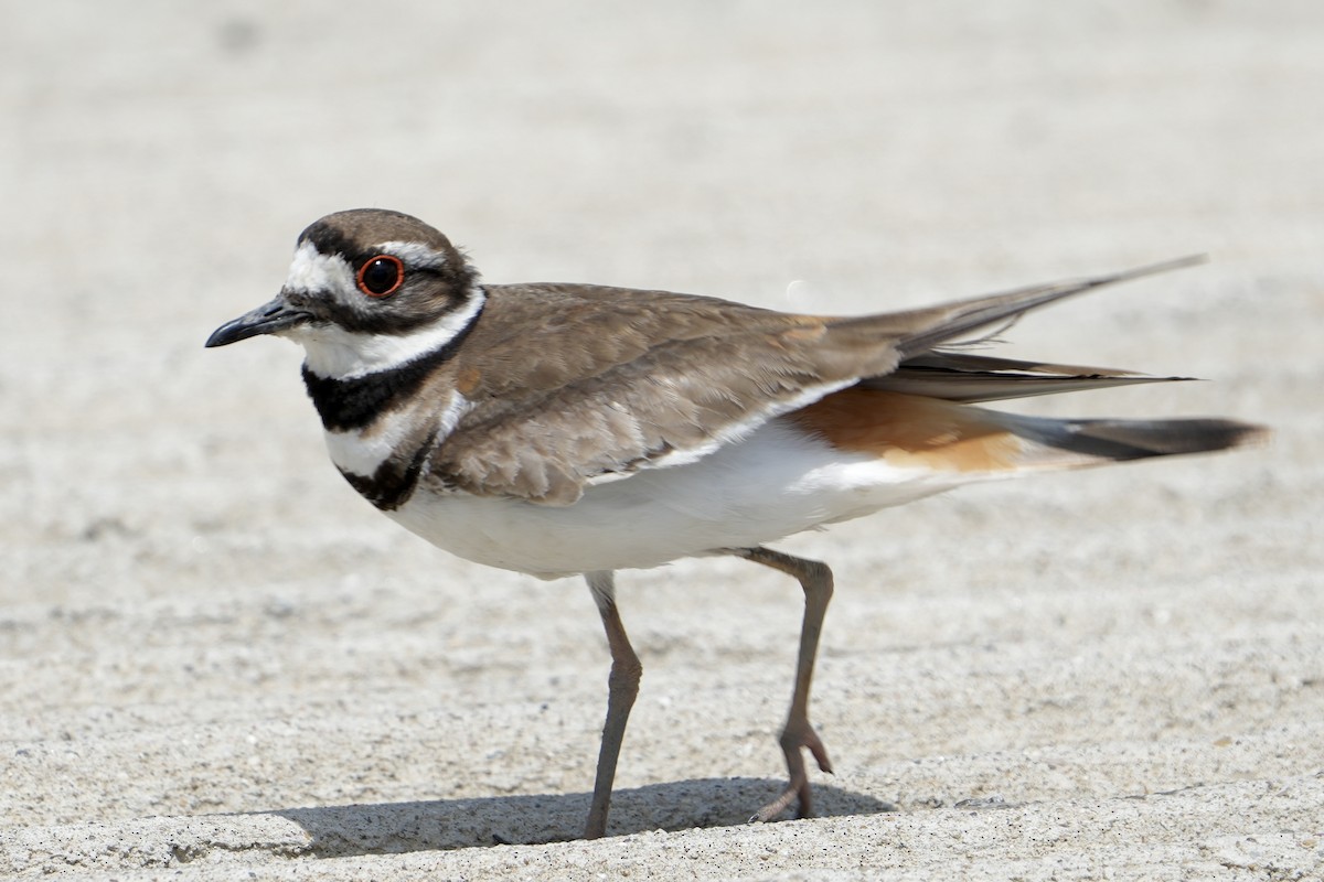 Killdeer - ML640241613