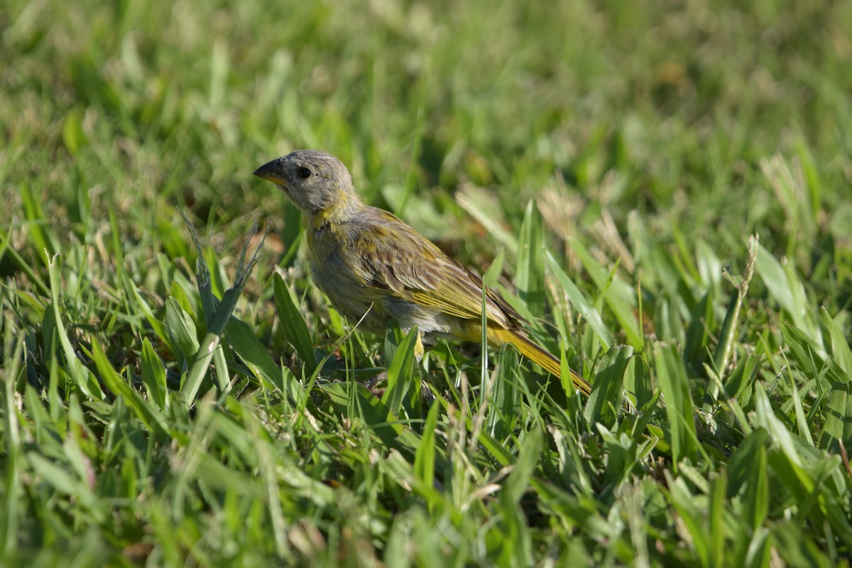 Saffron Finch - ML640241637