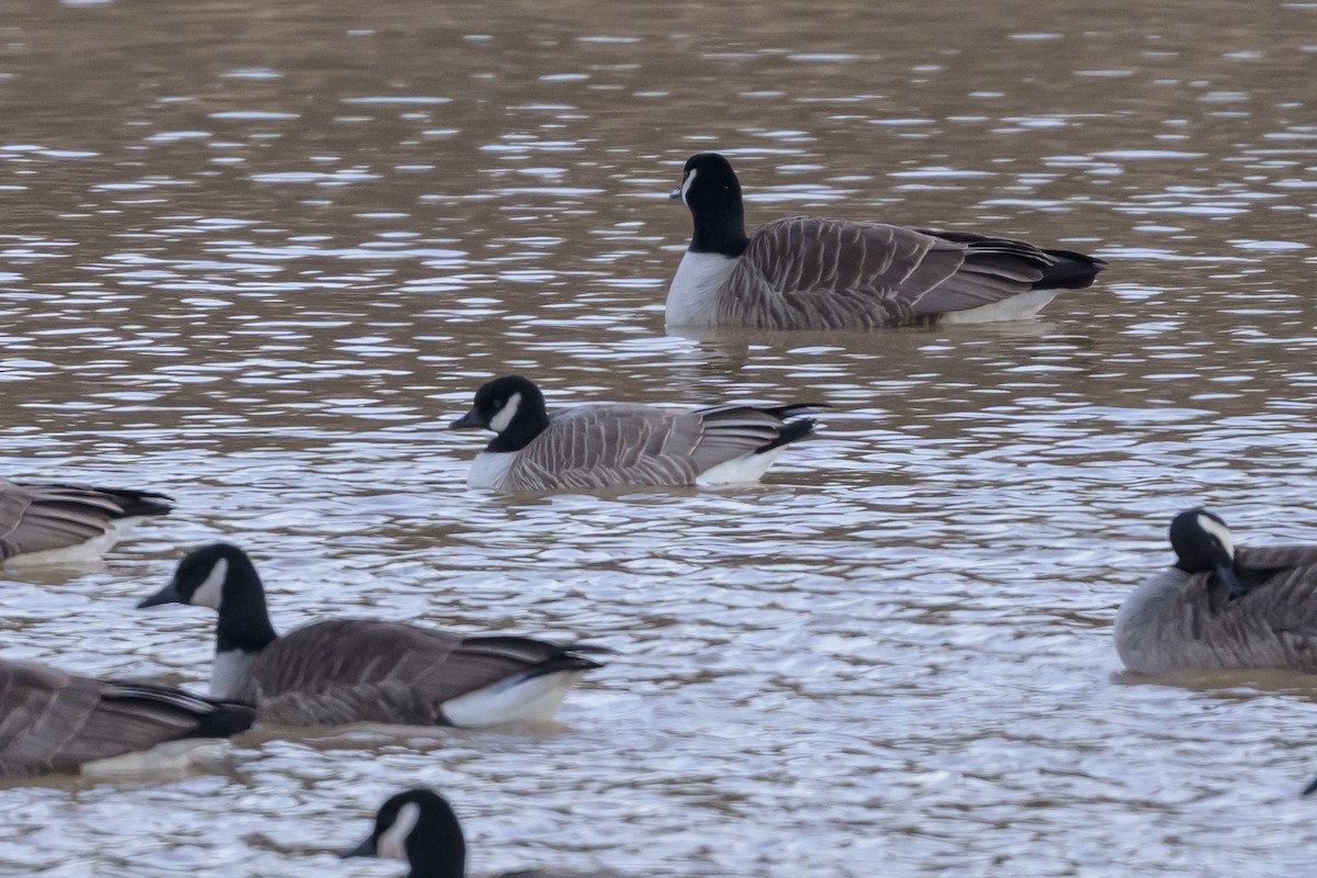 Cackling Goose - ML640241646