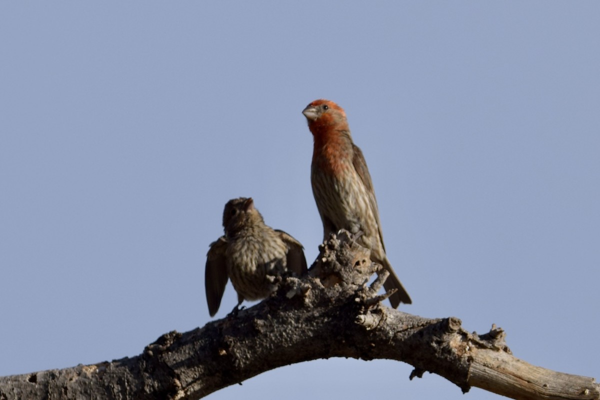 House Finch - ML640241663