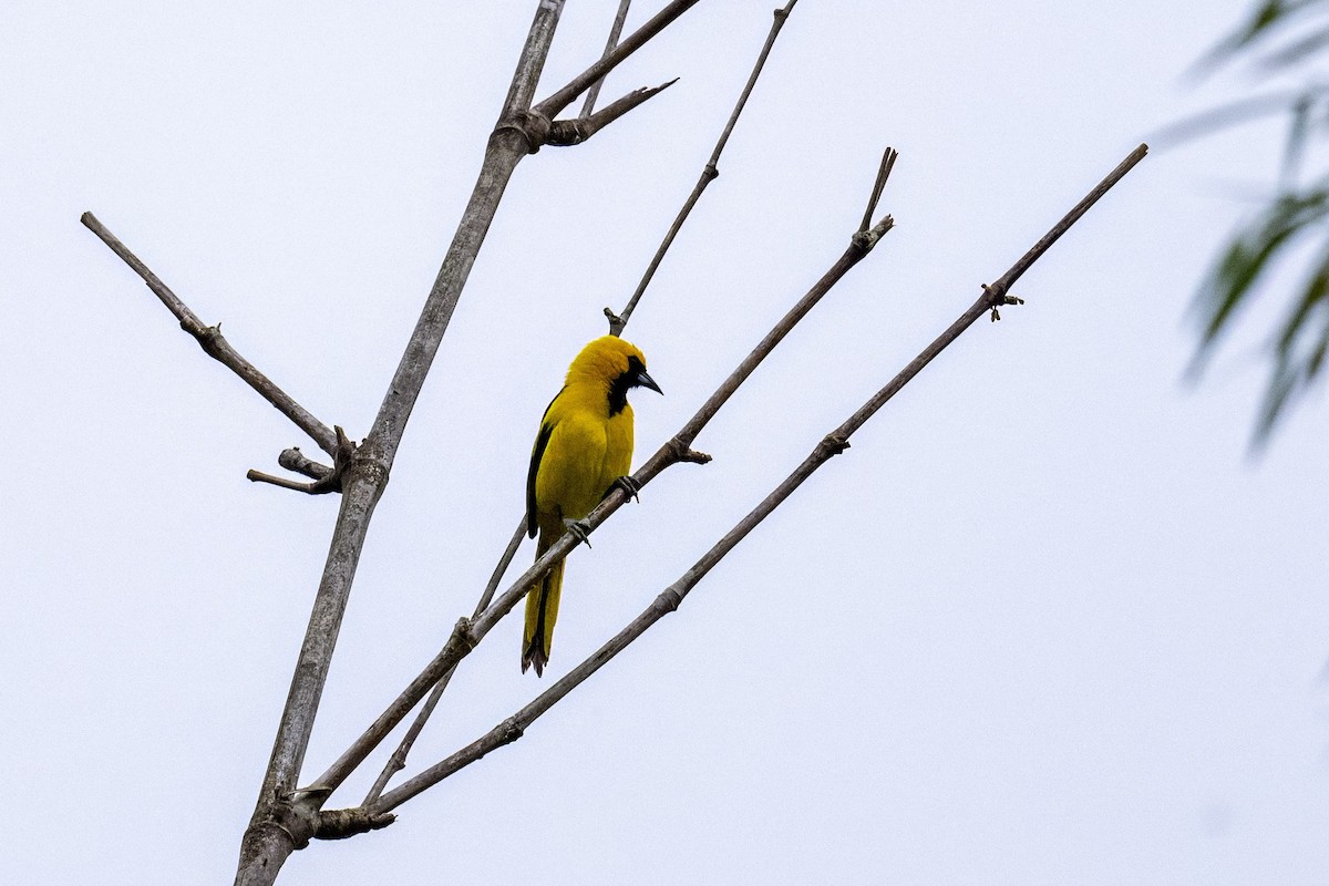 Yellow-tailed Oriole - ML640241666