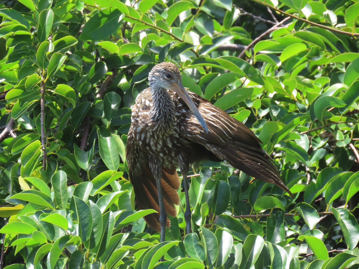 Limpkin - ML640241672