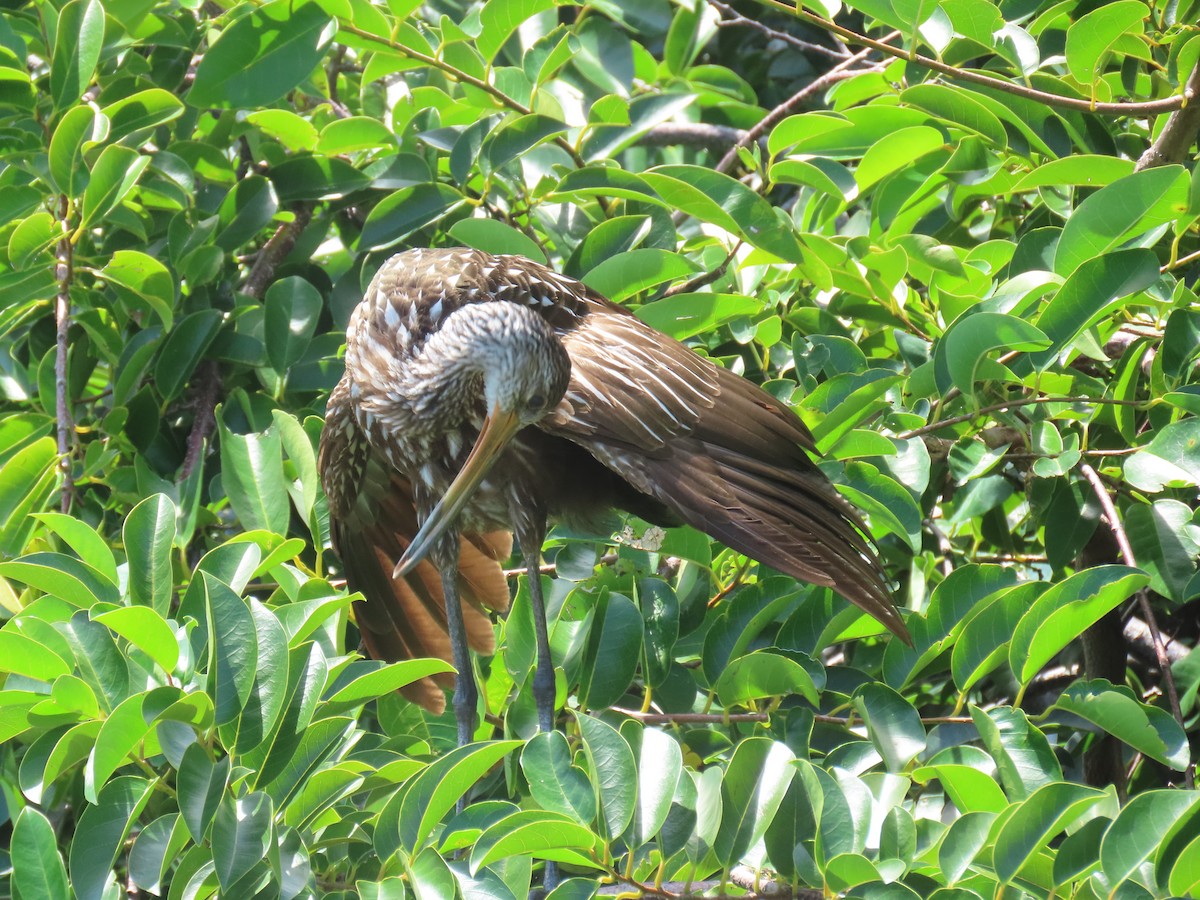 Limpkin - ML640241673