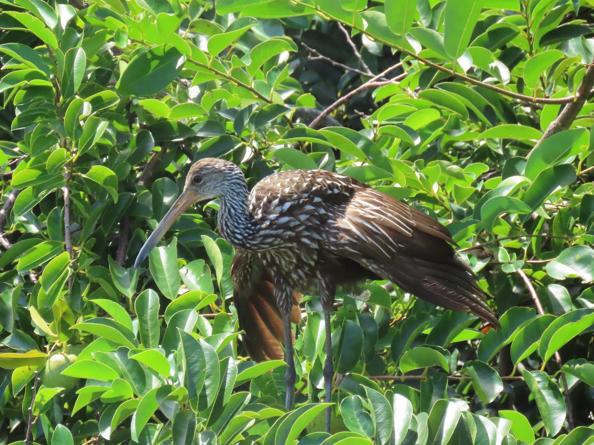 Limpkin - ML640241674