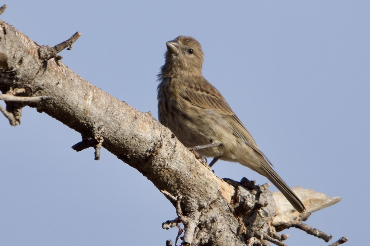 House Finch - ML640241680