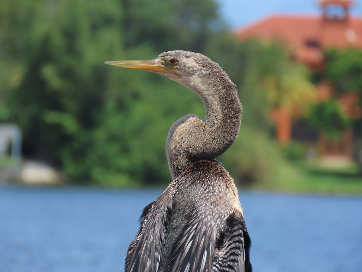 Anhinga - ML640241688