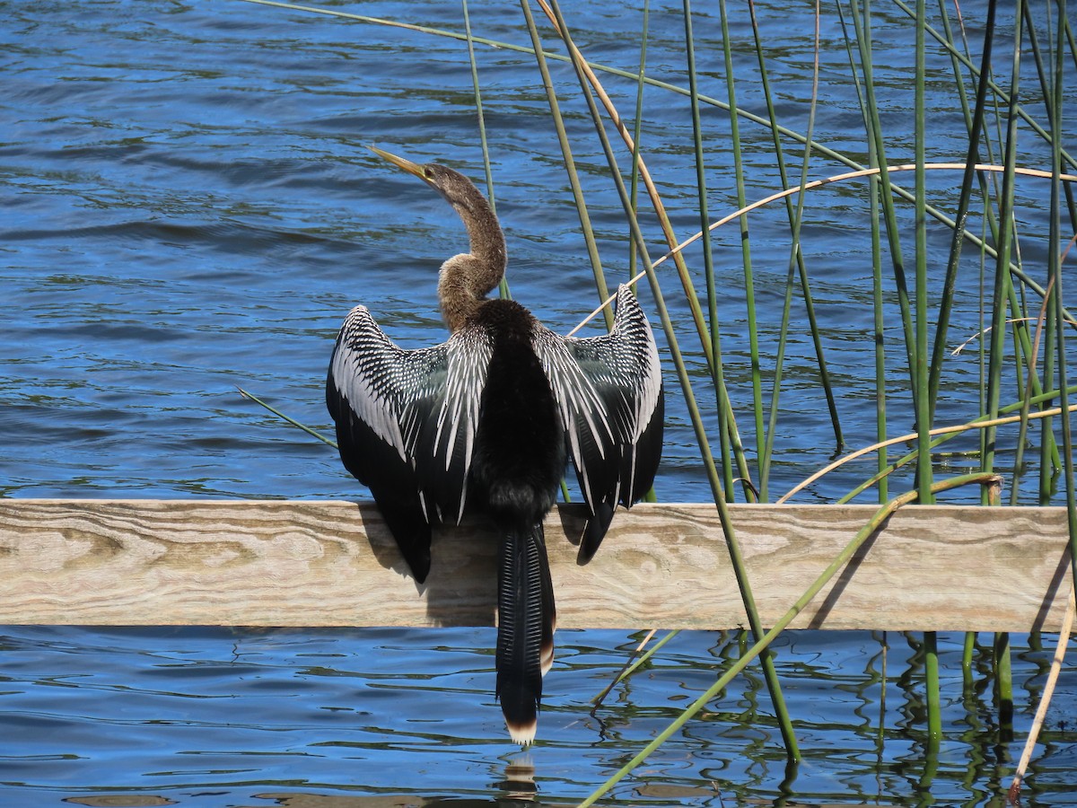 Anhinga - ML640241689
