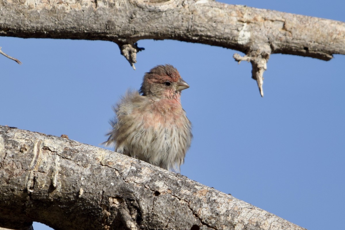 House Finch - ML640241695