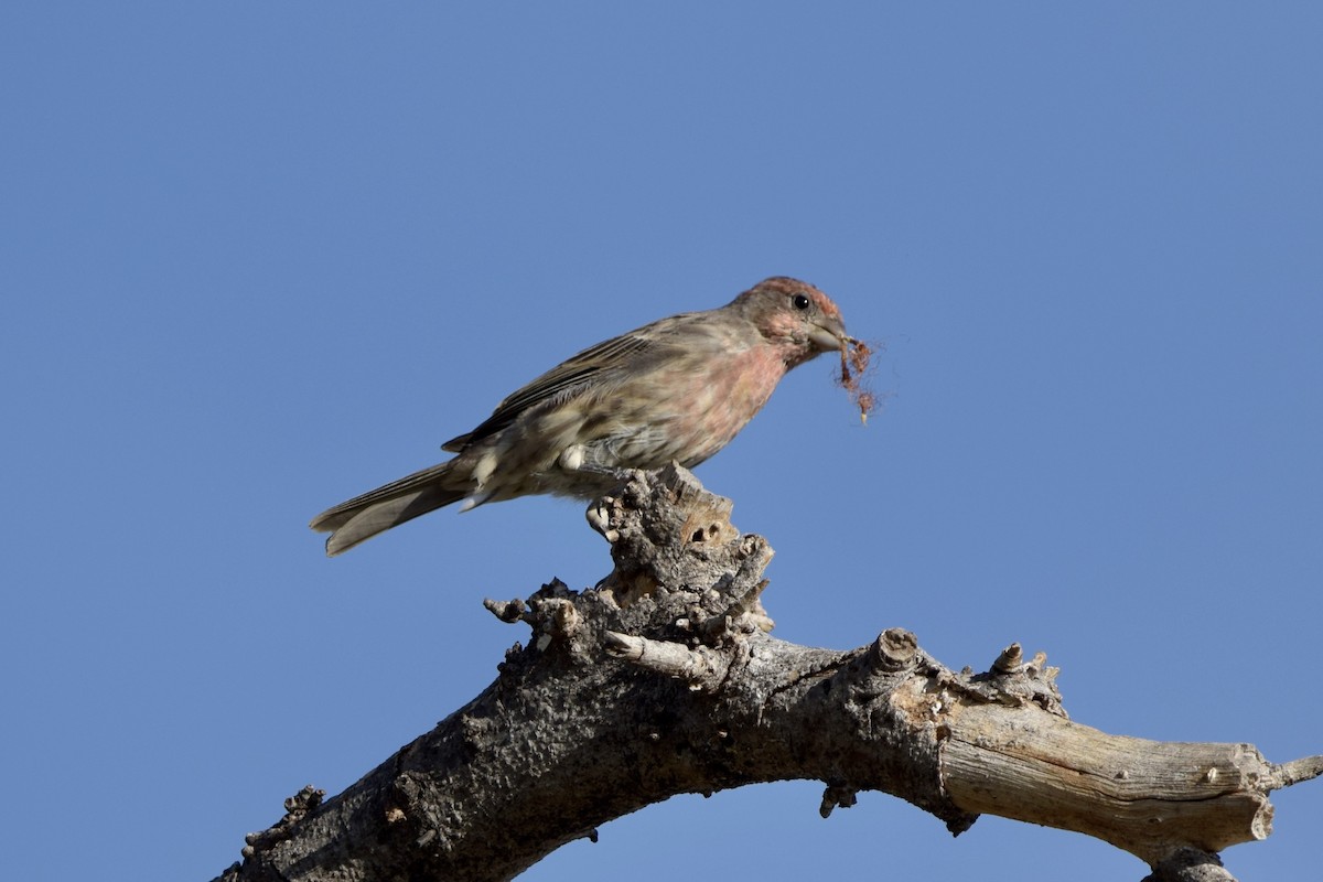 House Finch - ML640241708