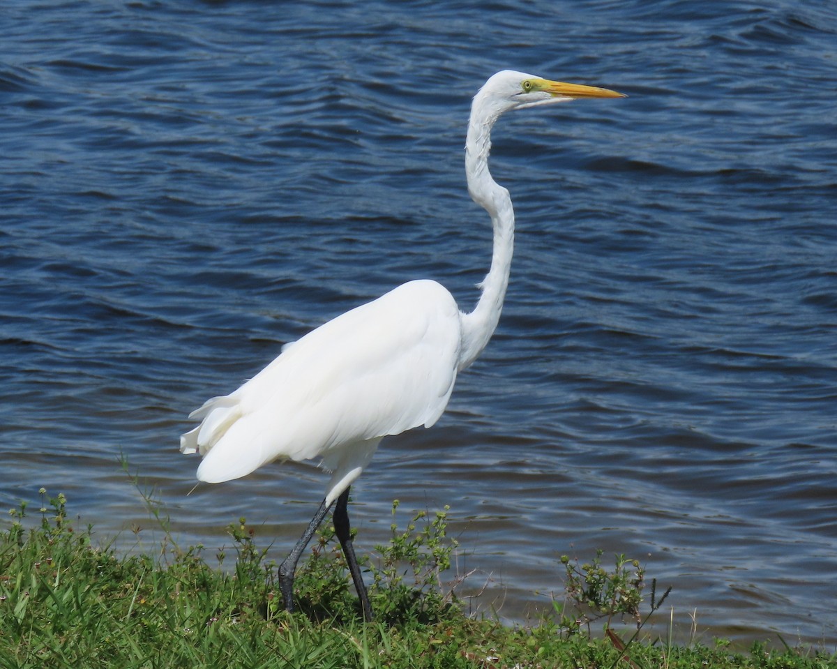 Great Egret - ML640241711