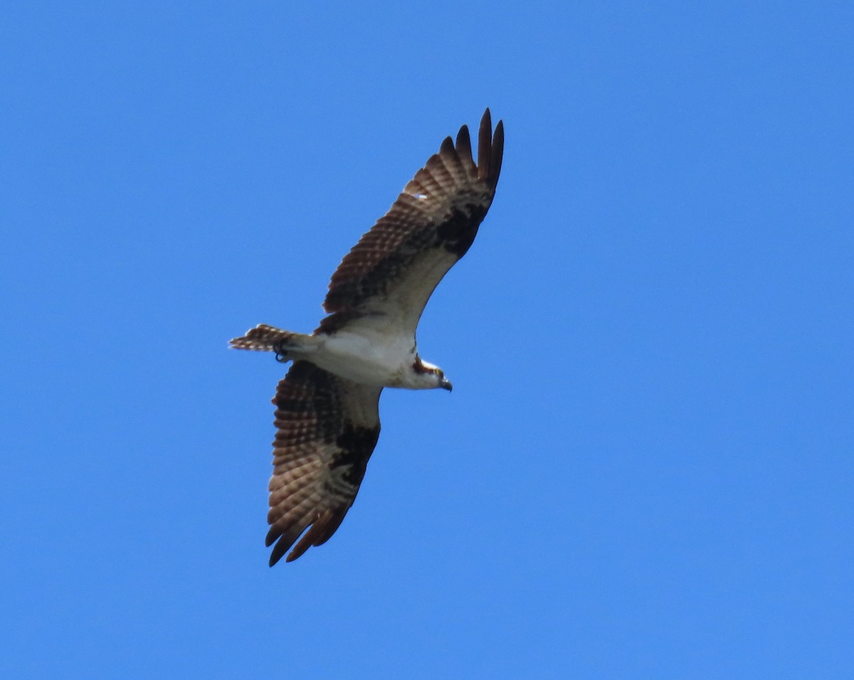 Osprey - ML640241726