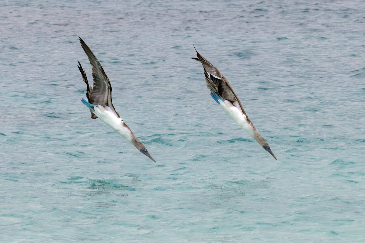 Blue-footed Booby - ML640241731