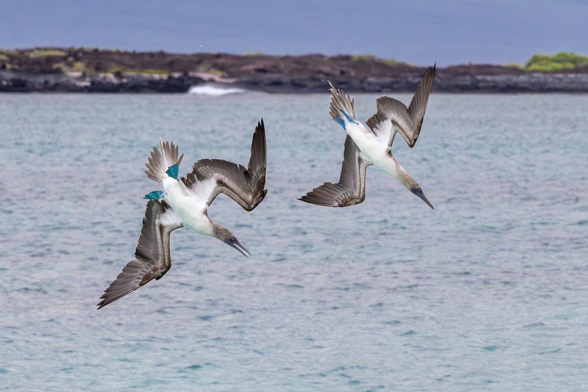 Blue-footed Booby - ML640241732