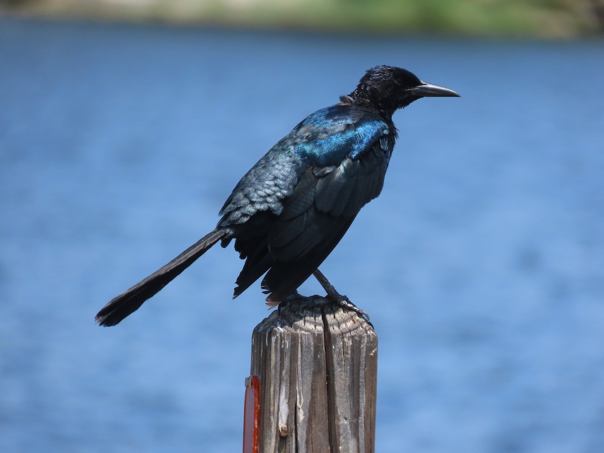 Boat-tailed Grackle - ML640241735