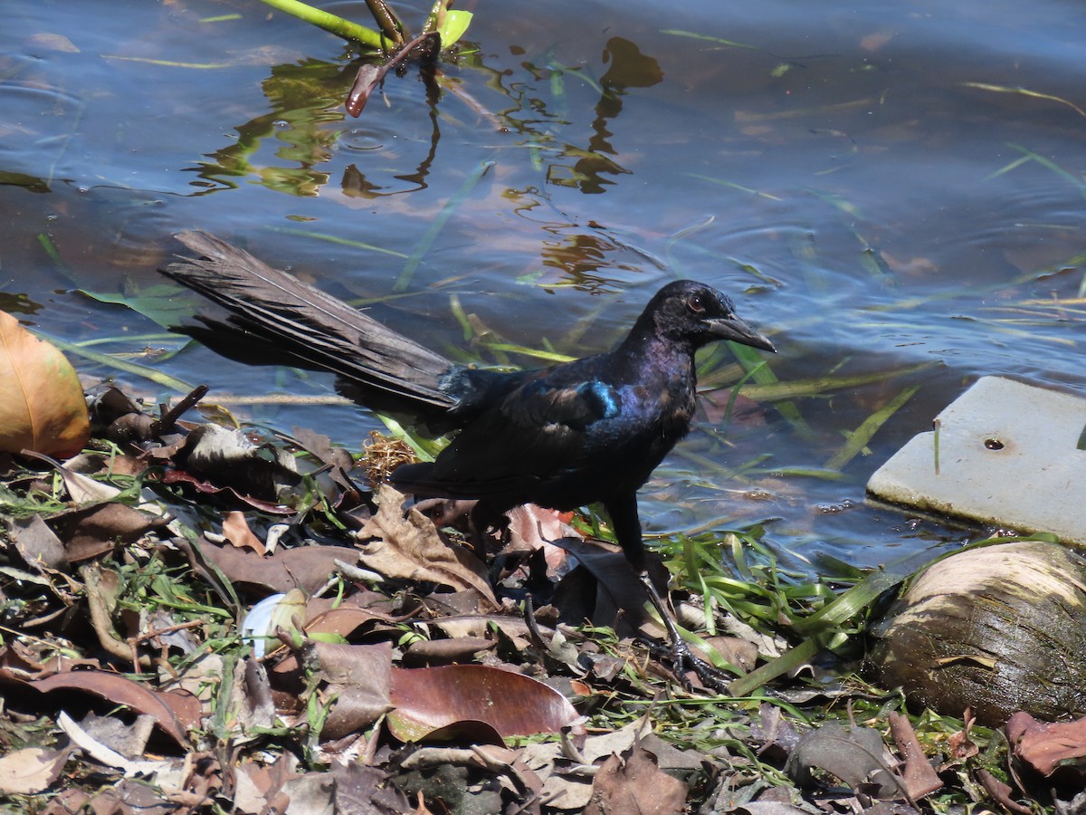 Boat-tailed Grackle - ML640241737