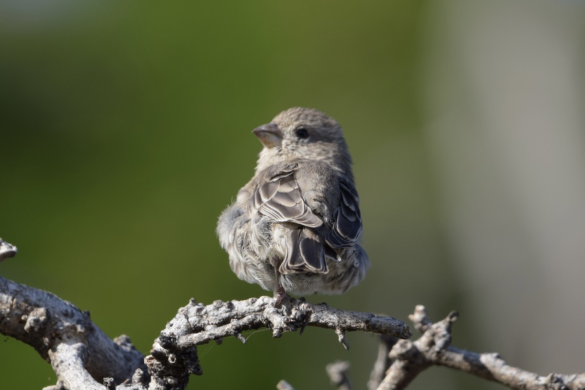 House Finch - ML640241738