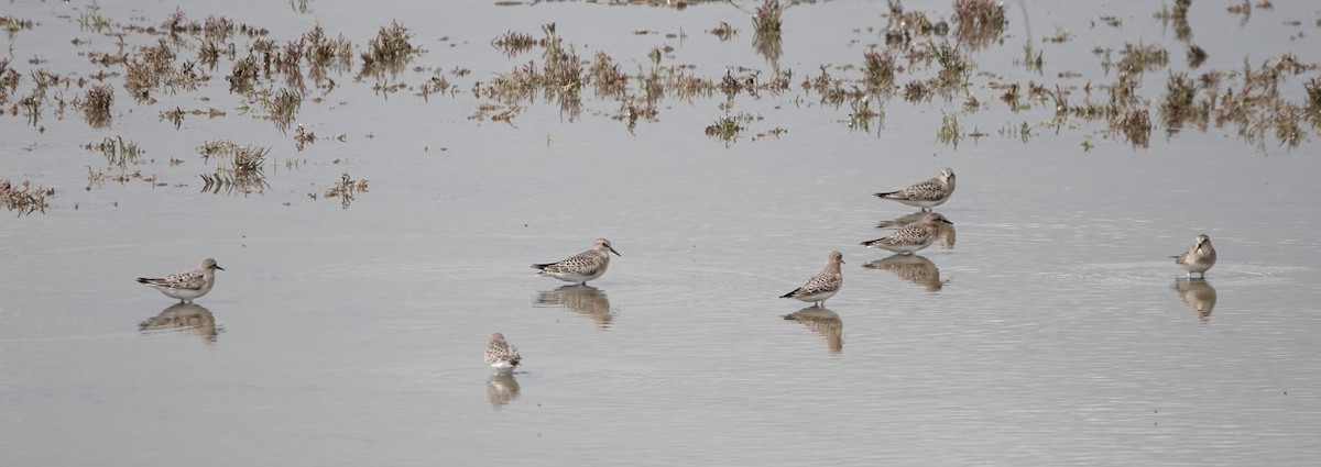Baird's Sandpiper - ML640241741