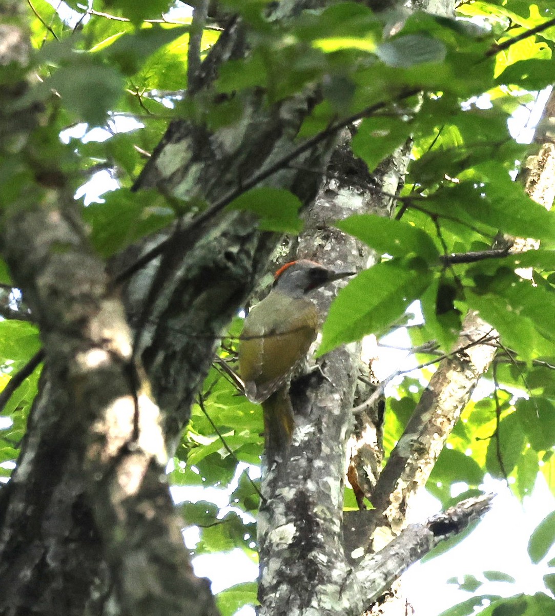 Japanese Woodpecker - ML640241742