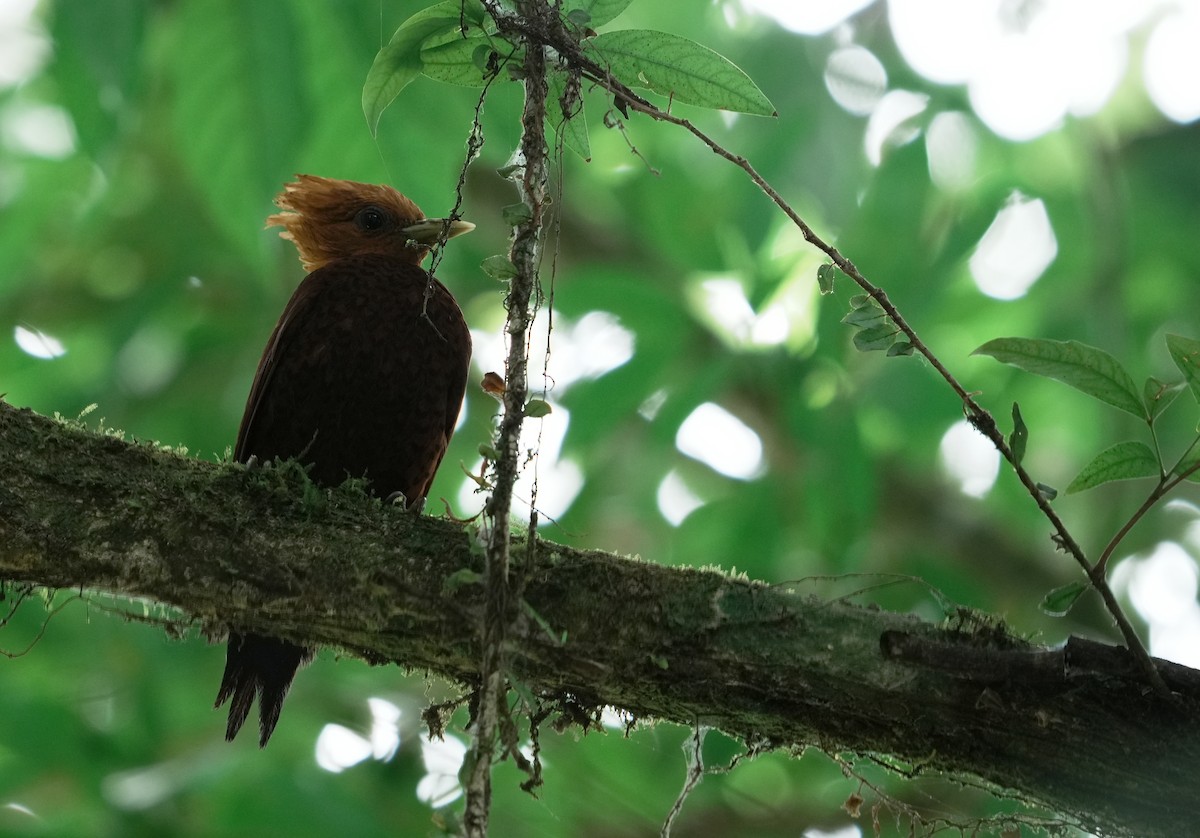 Chestnut-colored Woodpecker - ML640241744