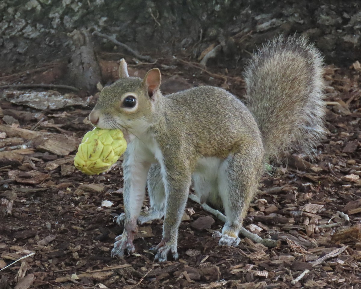 Animals - ML640241766