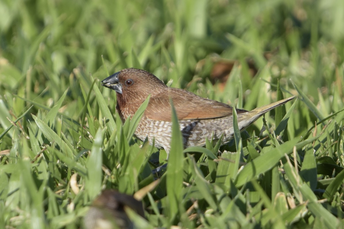 Scaly-breasted Munia - ML640241770