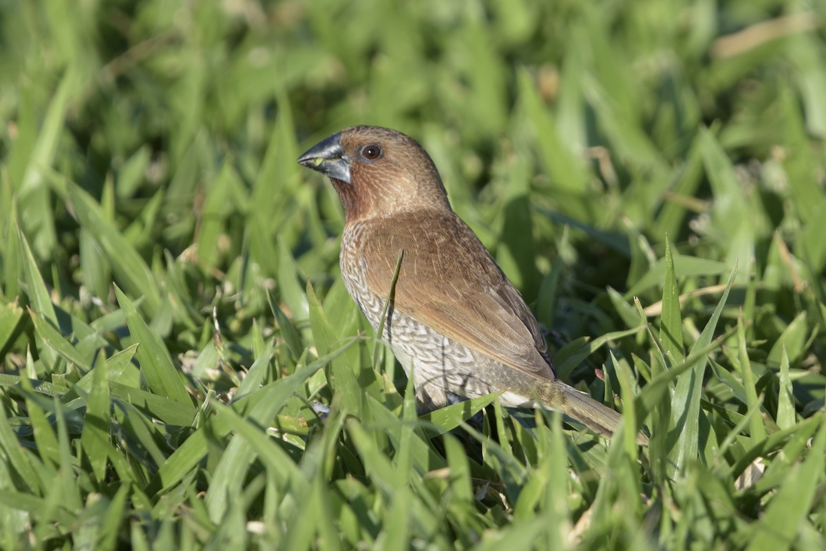Scaly-breasted Munia - ML640241786