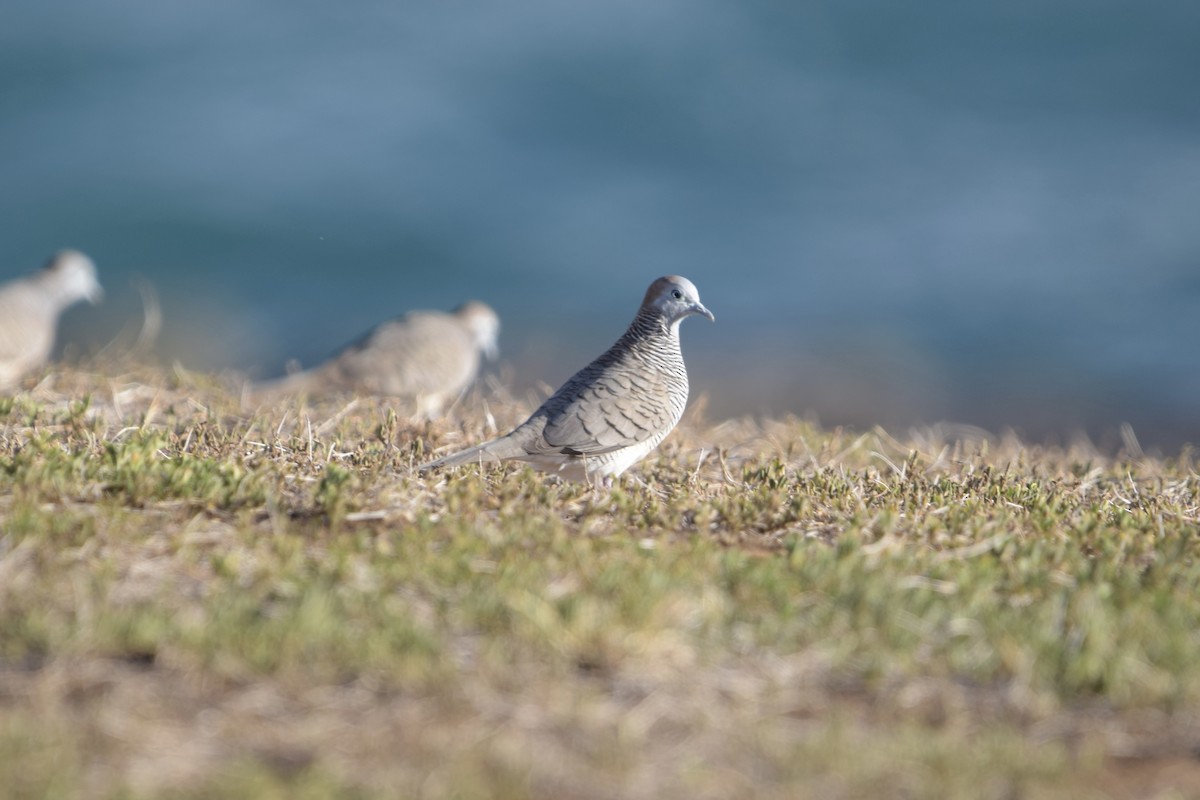 Zebra Dove - ML640241819