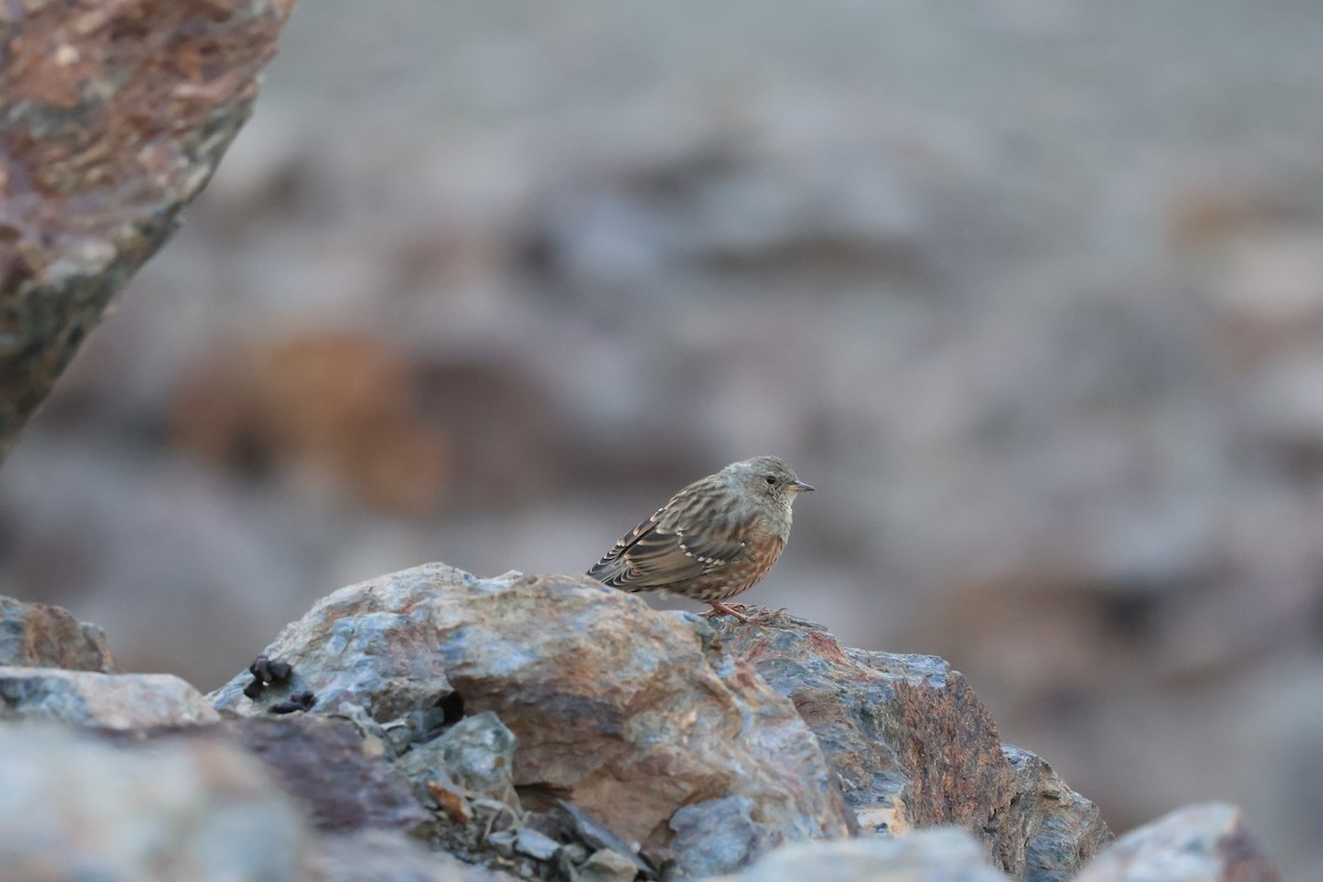 Alpine Accentor - ML640241825