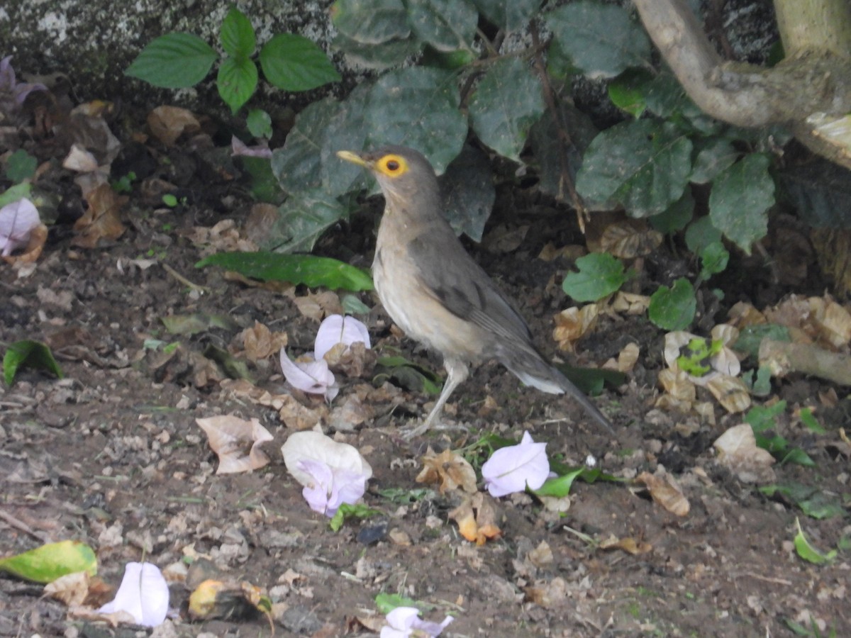 Spectacled Thrush - ML640241831