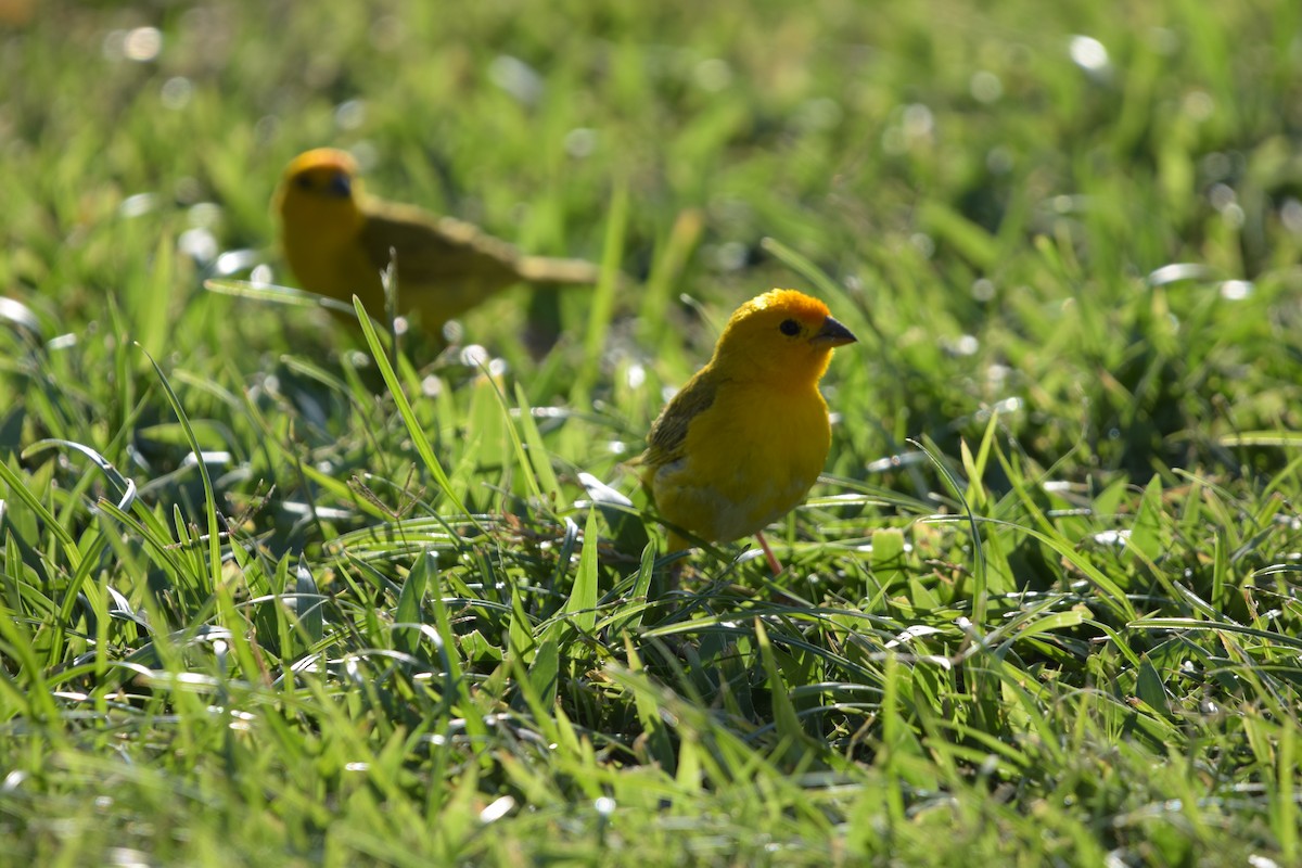 Saffron Finch - ML640241843