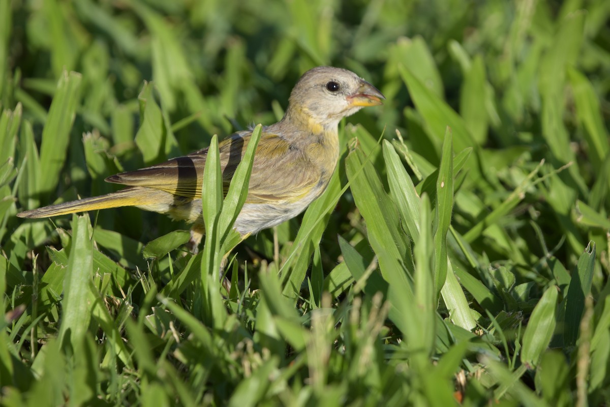 Saffron Finch - ML640241851
