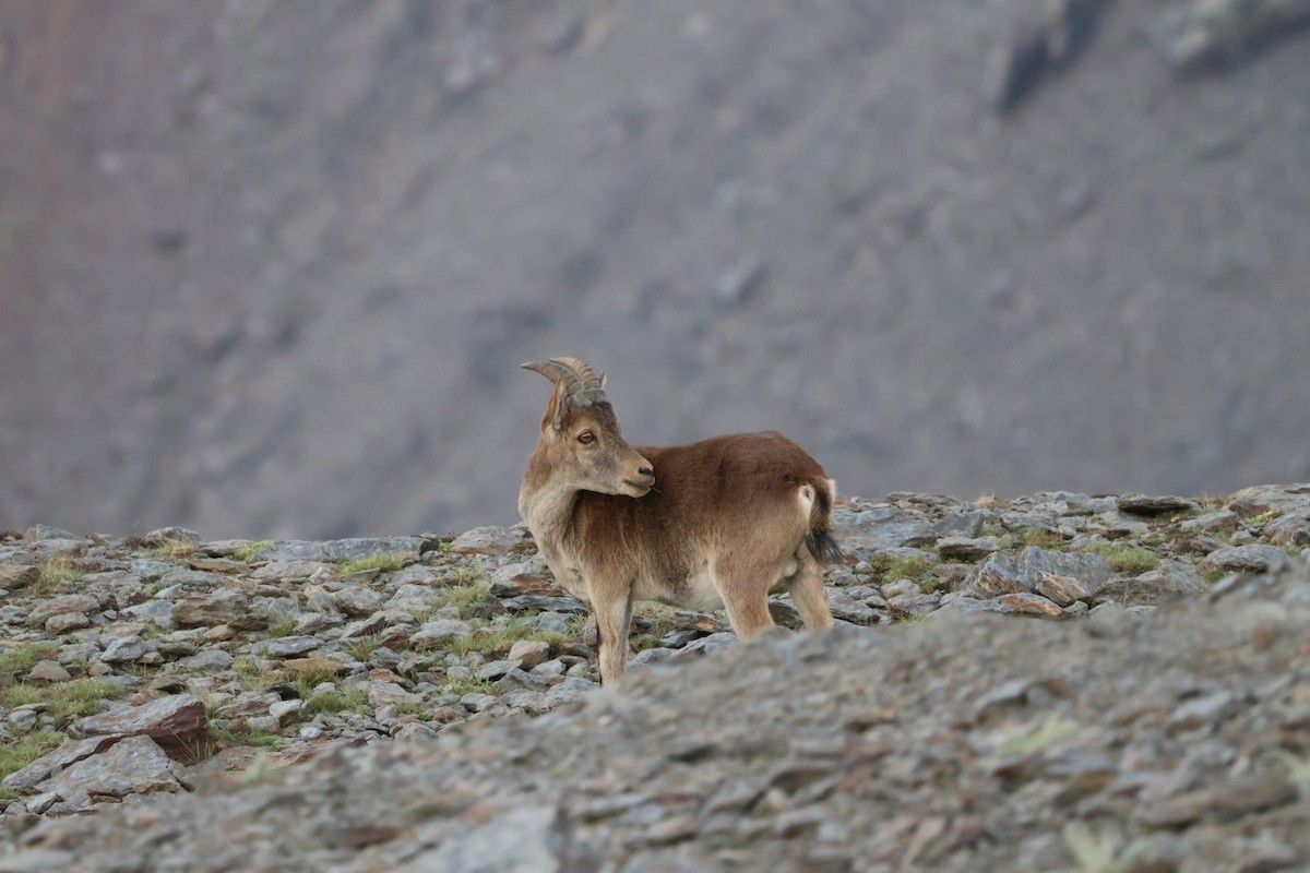 Animals - ML640241853