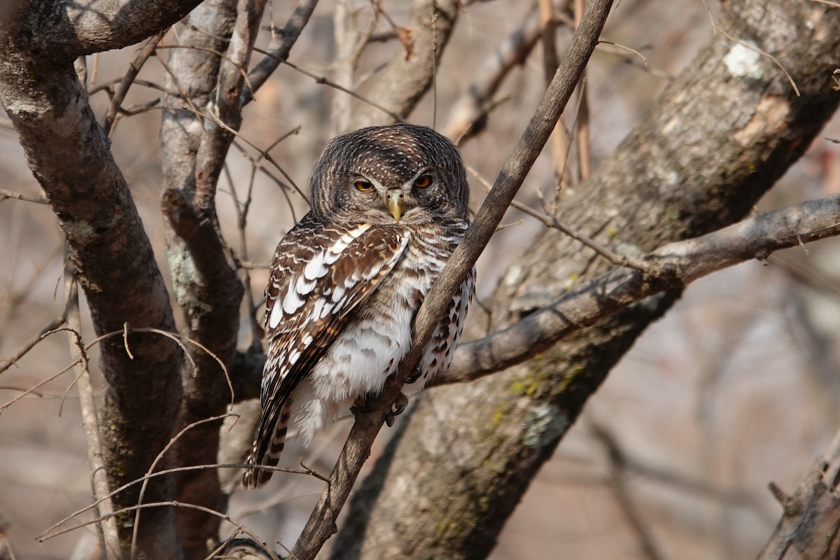 African Barred Owlet - ML640241856